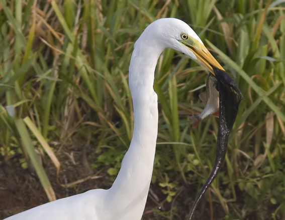 Grotezilverreiger311008J